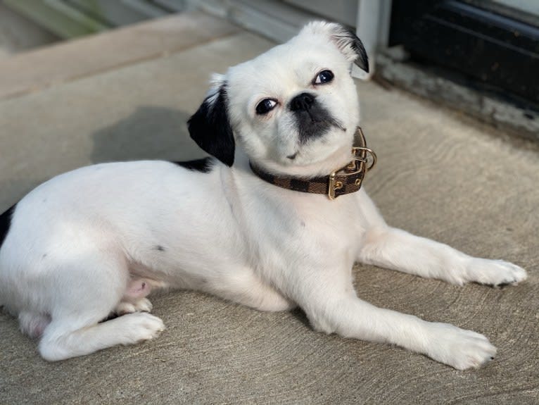 Tyson, a Lhasa Apso and Shih Tzu mix tested with EmbarkVet.com