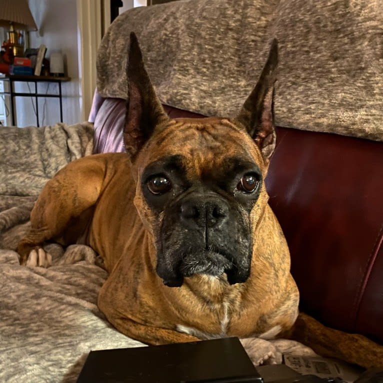 Whiskey - Baldwin's Love Note, a Boxer tested with EmbarkVet.com