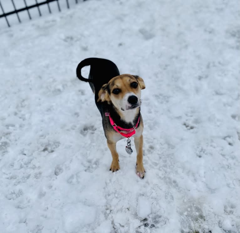 Star, a Beagle and Chihuahua mix tested with EmbarkVet.com