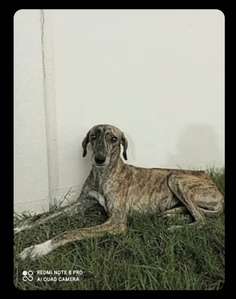 Zahara, an Arabian Village Dog and Saluki mix tested with EmbarkVet.com