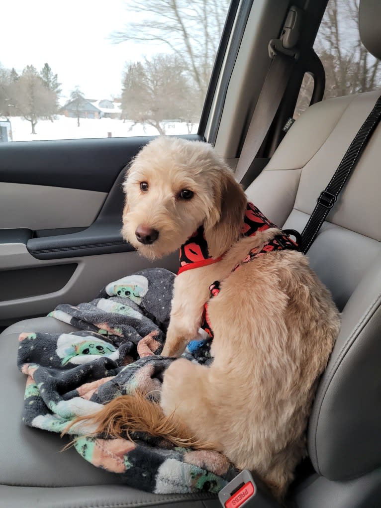 Sunnie, a Goldendoodle tested with EmbarkVet.com