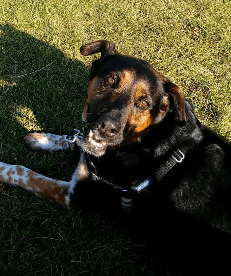 T, a Rottweiler and Samoyed mix tested with EmbarkVet.com