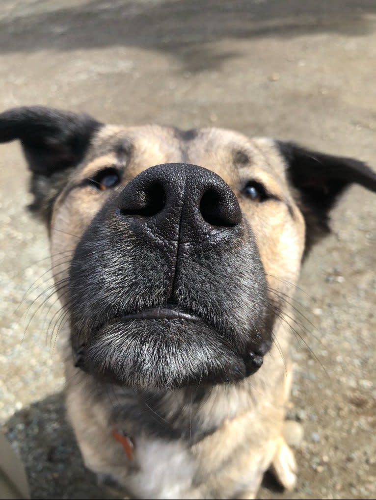 Tuffy, an American Pit Bull Terrier and Siberian Husky mix tested with EmbarkVet.com