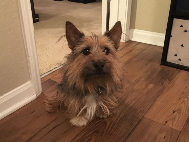 Henry, a Norwich Terrier and Russell-type Terrier mix tested with EmbarkVet.com