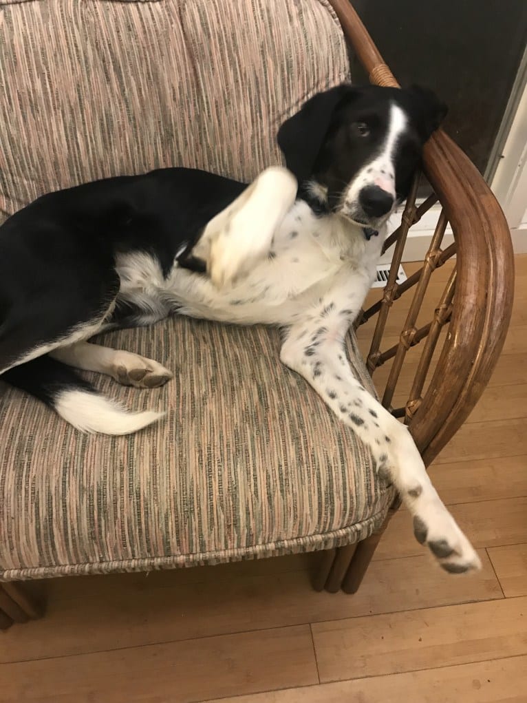 Bing, a Treeing Walker Coonhound and Border Collie mix tested with EmbarkVet.com