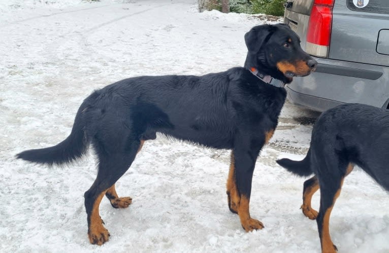 Agriper's Aaron, a Beauceron tested with EmbarkVet.com