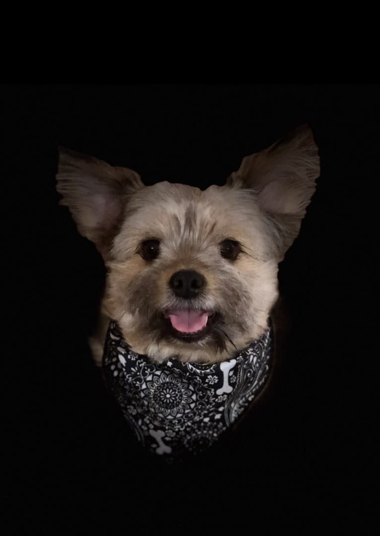 Yoda, a Yorkshire Terrier and Russell-type Terrier mix tested with EmbarkVet.com