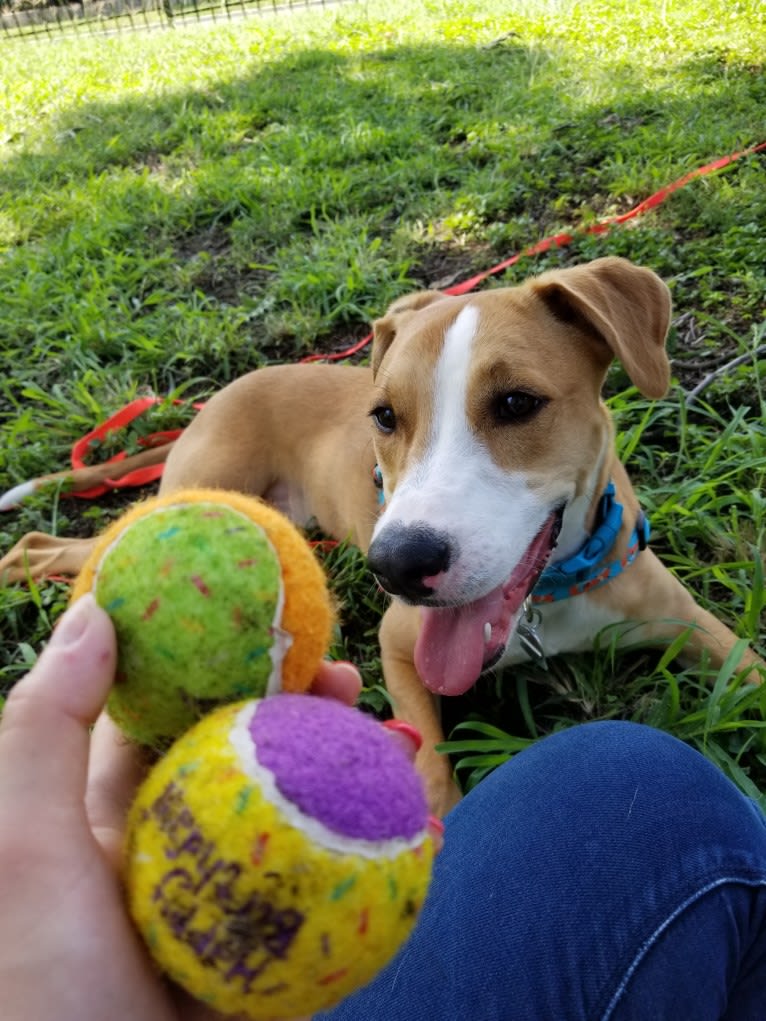 Naia, an American Pit Bull Terrier and Boxer mix tested with EmbarkVet.com