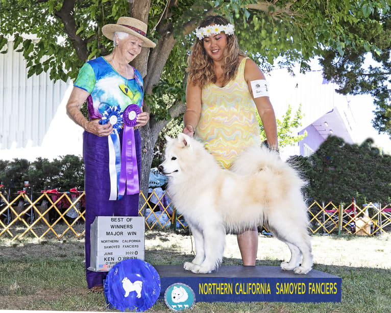 Camelot, a Samoyed tested with EmbarkVet.com