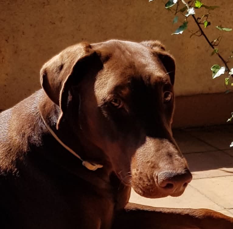 ÈZE EBO DI LATIANO, a Doberman Pinscher tested with EmbarkVet.com