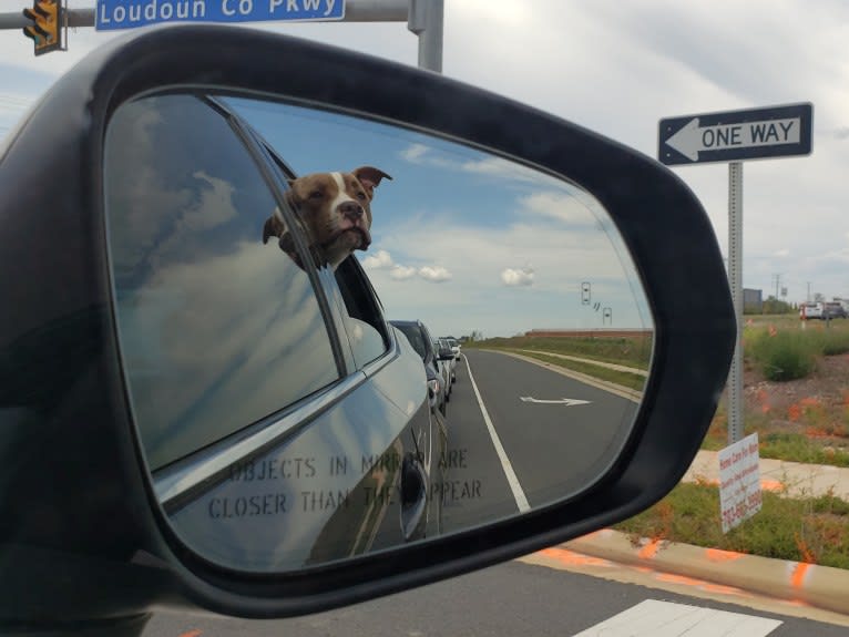 GUNNER, an American Bully tested with EmbarkVet.com