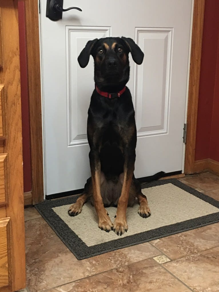 Dobby, a Catahoula Leopard Dog and Doberman Pinscher mix tested with EmbarkVet.com