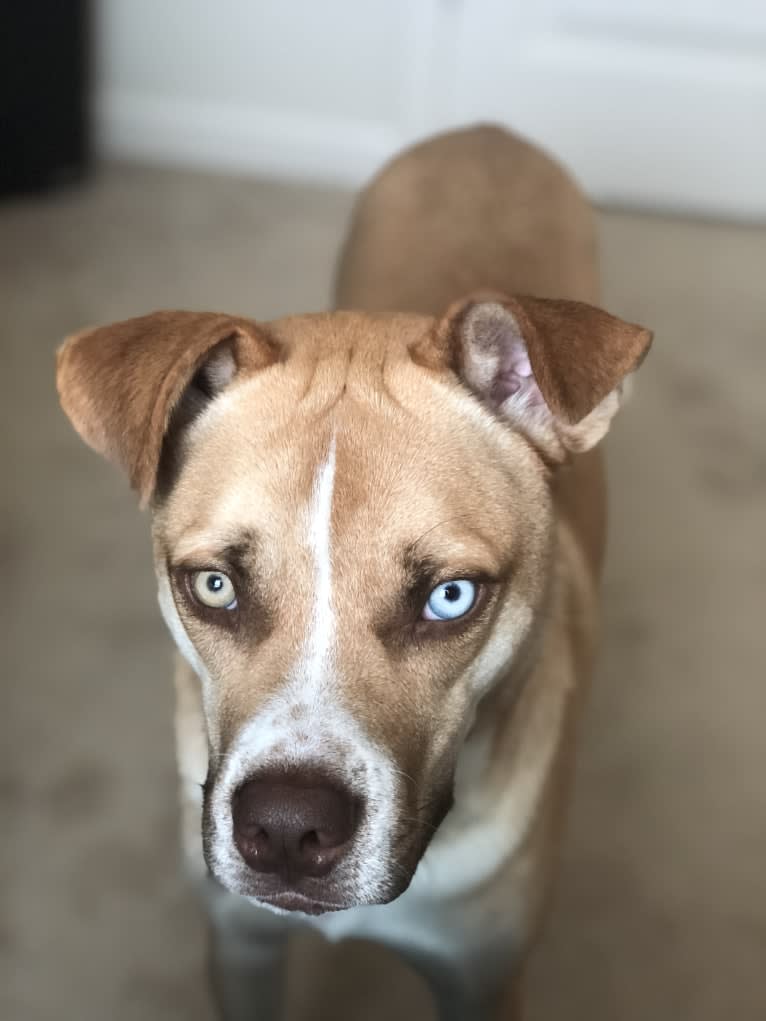 Reptar, a Siberian Husky and American Bulldog mix tested with EmbarkVet.com