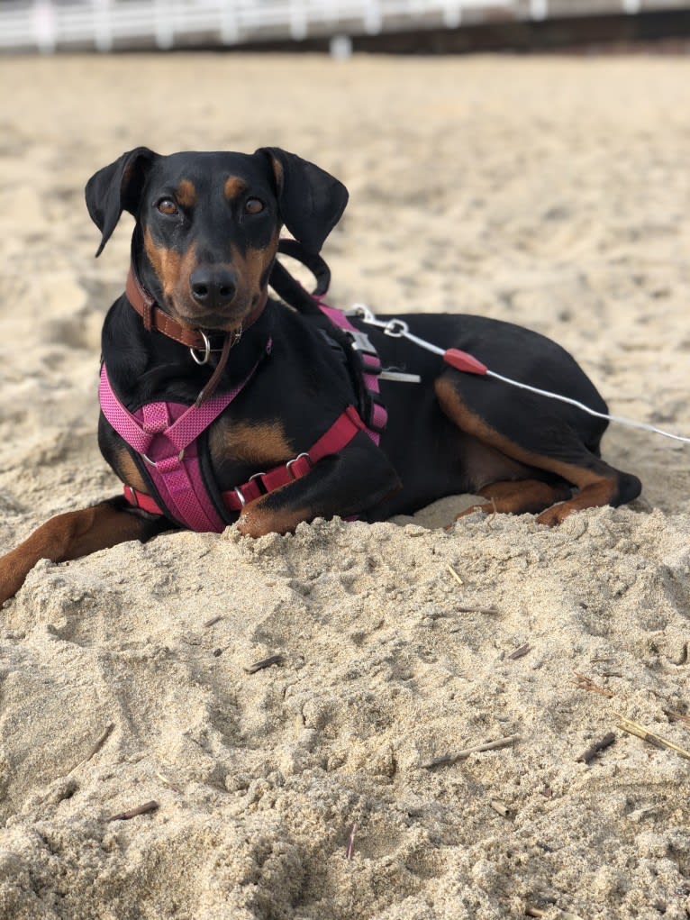 Hennessy, a German Pinscher tested with EmbarkVet.com