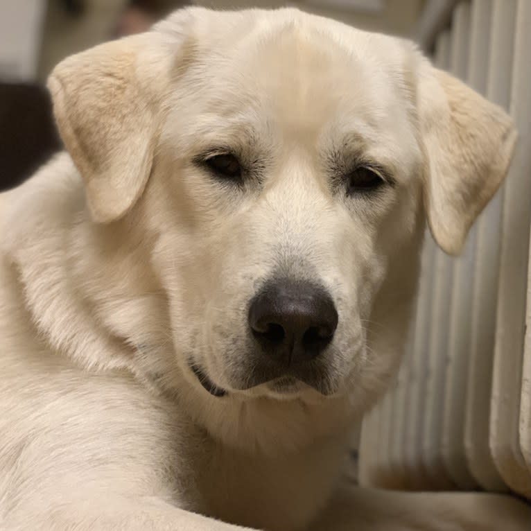 Chloe, a Great Pyrenees and Anatolian Shepherd Dog mix tested with EmbarkVet.com