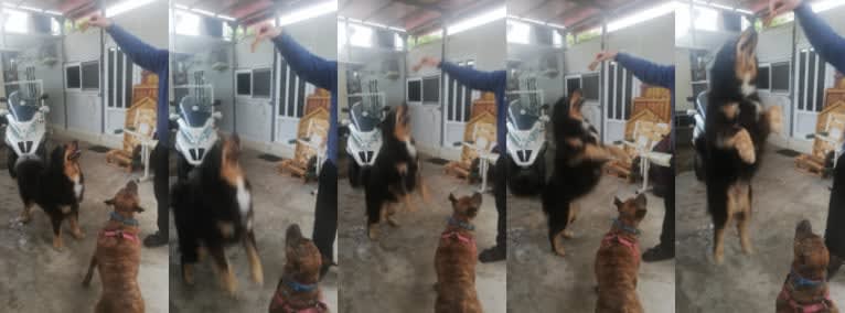 BAGIRA, a Tibetan Mastiff tested with EmbarkVet.com