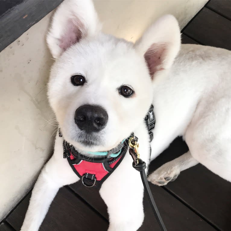 Kupa, a Samoyed tested with EmbarkVet.com