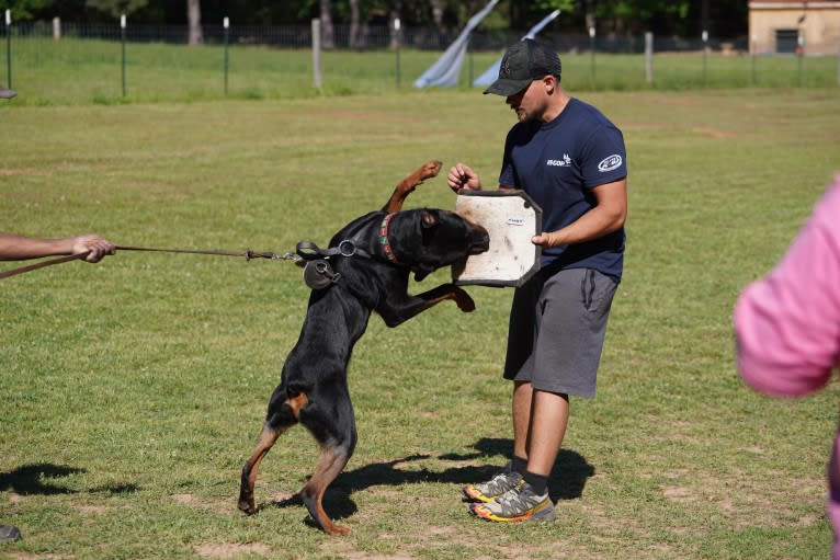 Sirius, a Rottweiler tested with EmbarkVet.com