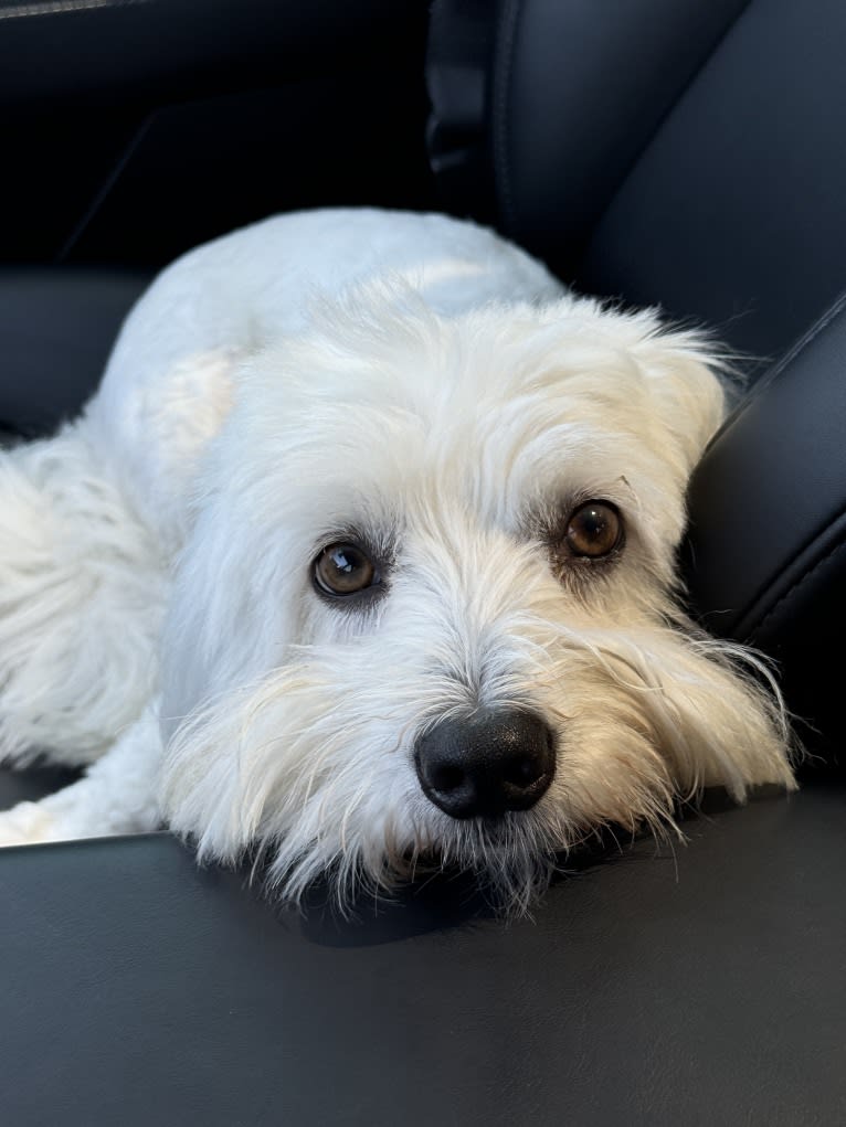 Mayo, a Coton de Tulear and Maltese mix tested with EmbarkVet.com