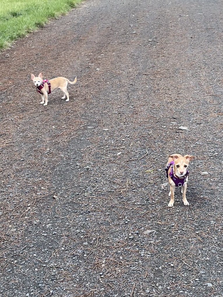 Rylie, a Chihuahua tested with EmbarkVet.com