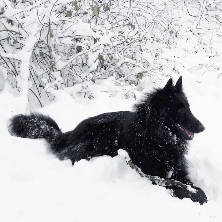 Minuit, a Belgian Shepherd tested with EmbarkVet.com