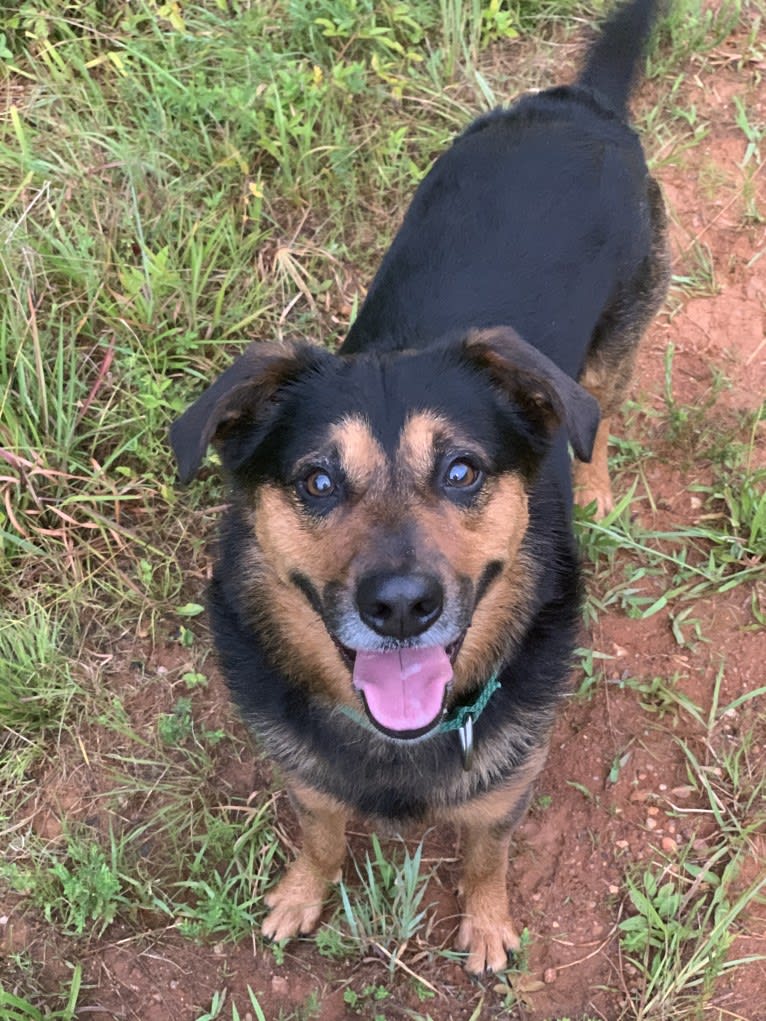 Scout, a Miniature/MAS-type Australian Shepherd and American Foxhound mix tested with EmbarkVet.com