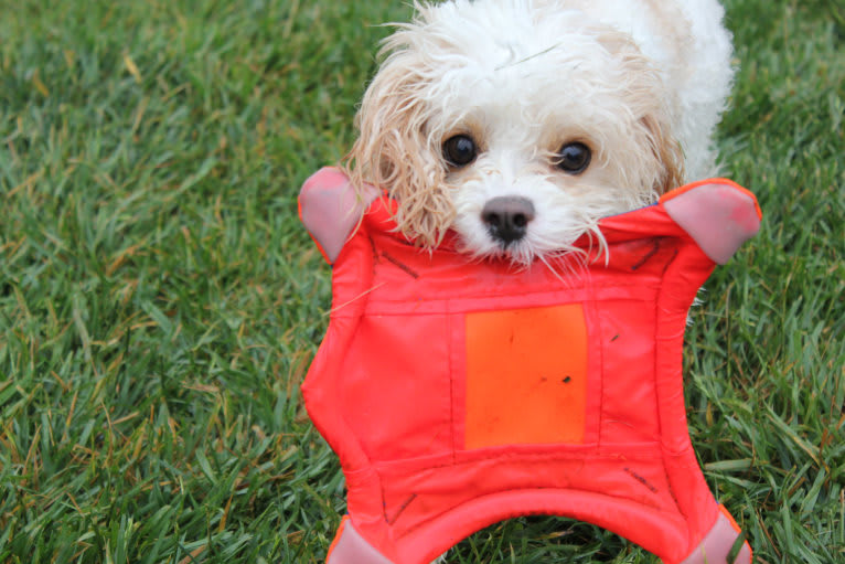 Percy, a Cavachon tested with EmbarkVet.com