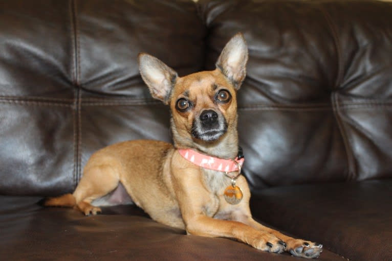 Moose, a Chihuahua and Miniature Pinscher mix tested with EmbarkVet.com