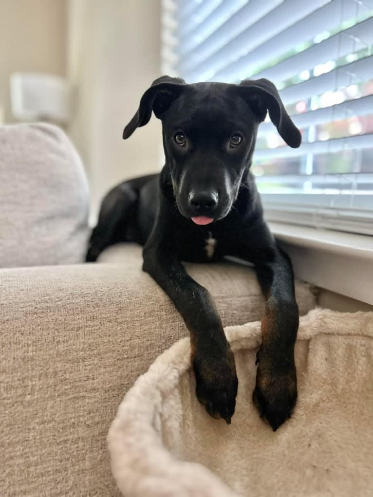 Bamf, an American Pit Bull Terrier and Dachshund mix tested with EmbarkVet.com
