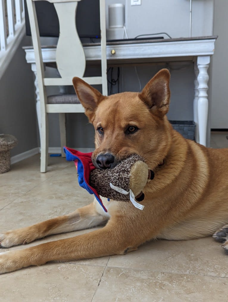 Nico, a Siberian Husky and Rottweiler mix tested with EmbarkVet.com