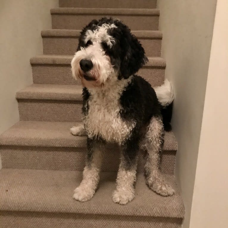 Finnbarr, a Bernese Mountain Dog and Poodle (Standard) mix tested with EmbarkVet.com