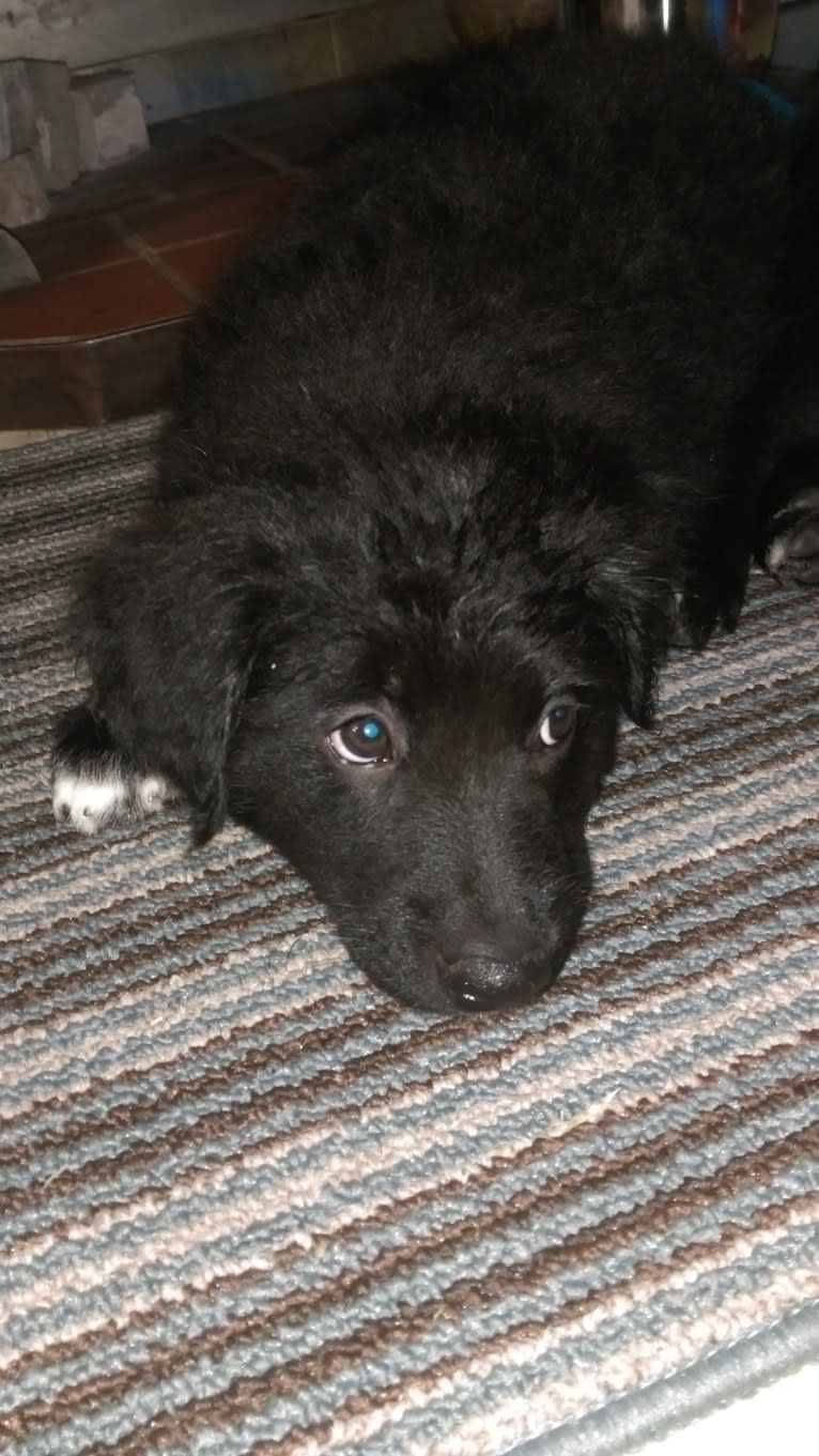 Django, a Border Collie and Golden Retriever mix tested with EmbarkVet.com