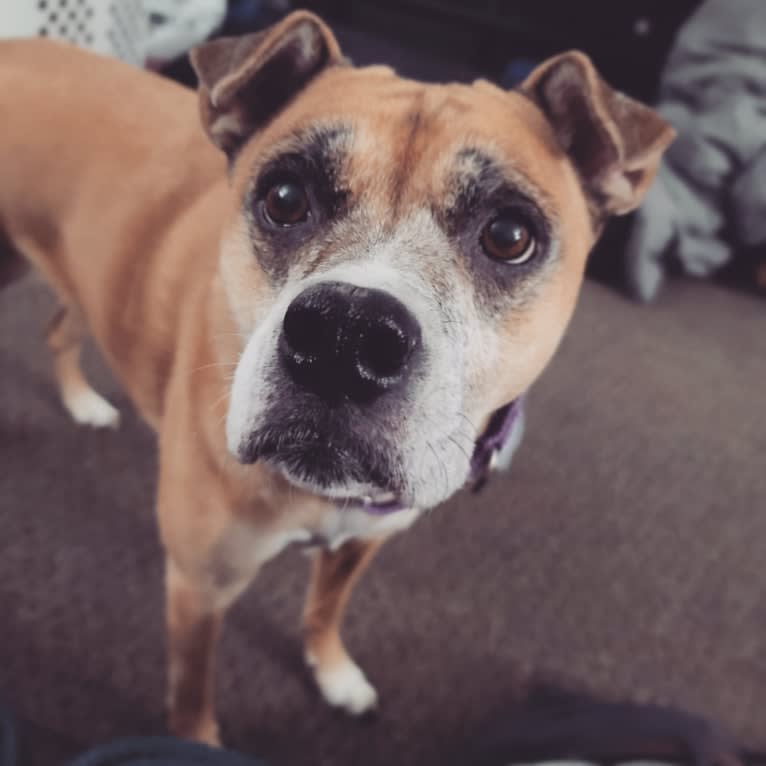 Pocket, a Boxer and Australian Cattle Dog mix tested with EmbarkVet.com