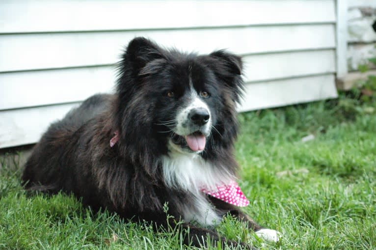 Hazel, an Akita and American Bulldog mix tested with EmbarkVet.com