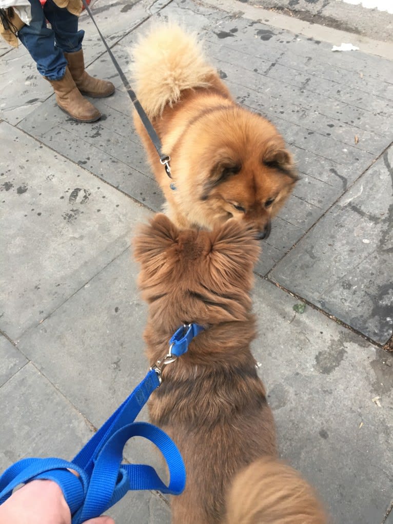 Rex, a Chow Chow and Rottweiler mix tested with EmbarkVet.com