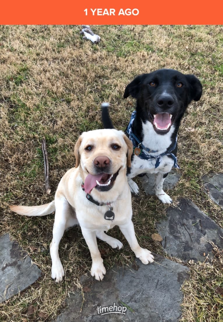 Fletcher, a Siberian Husky and German Shorthaired Pointer mix tested with EmbarkVet.com