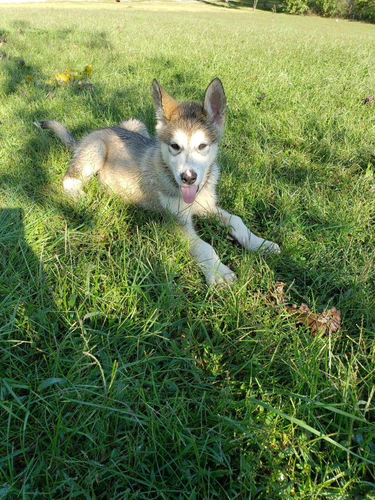 Kodi, an Alaskan Malamute tested with EmbarkVet.com