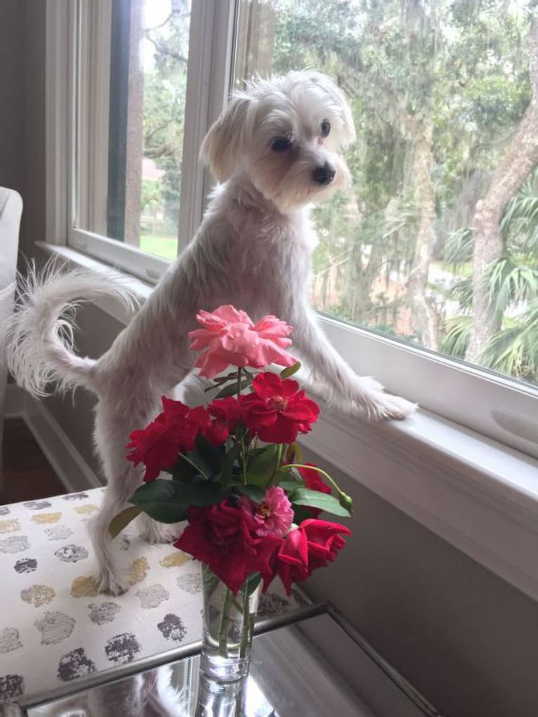 Rose Tyler, a Maltese and Poodle (Small) mix tested with EmbarkVet.com