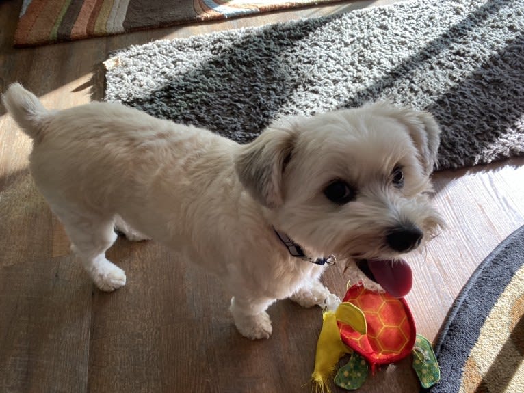 Louis Jay, a Pomeranian and Yorkshire Terrier mix tested with EmbarkVet.com