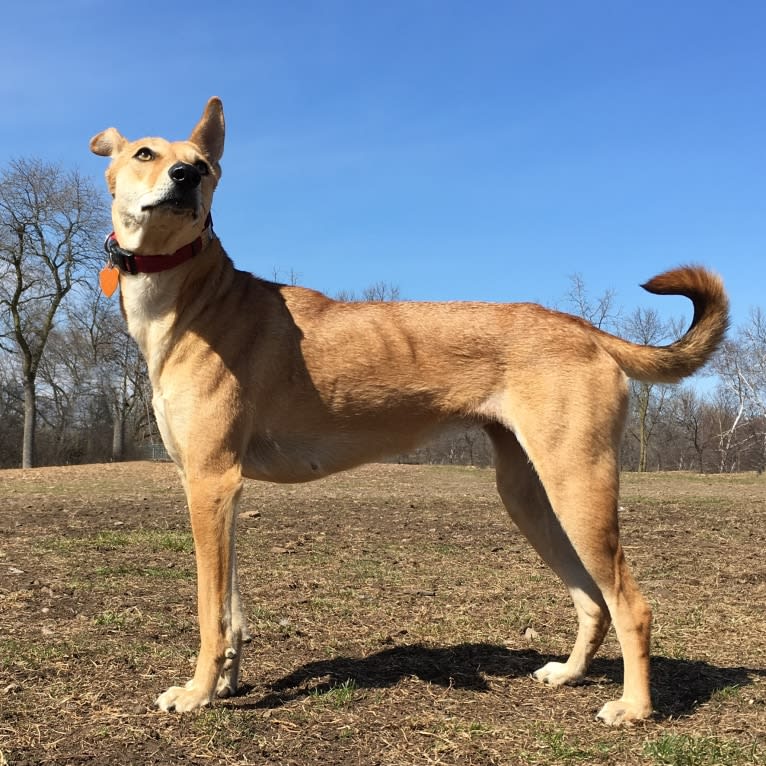 Ruby, a South Asian Village Dog tested with EmbarkVet.com