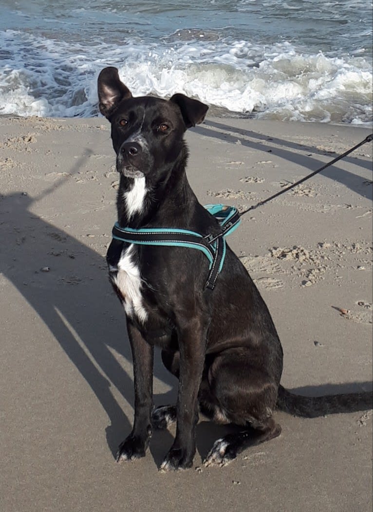 Joey, an American Pit Bull Terrier and German Shepherd Dog mix tested with EmbarkVet.com