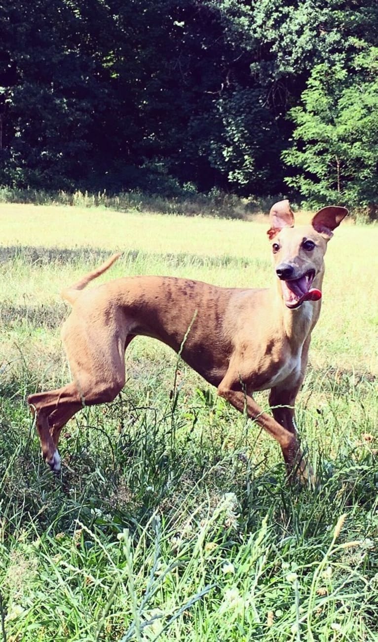 Rika, a Whippet and Italian Greyhound mix tested with EmbarkVet.com