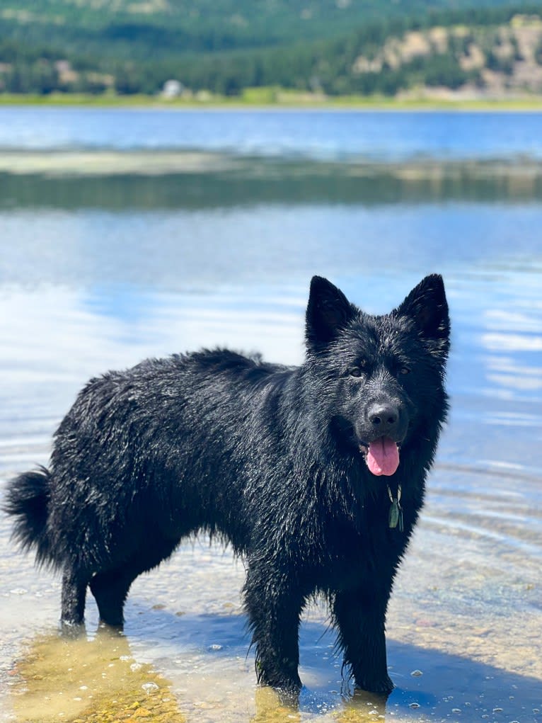 Valor Vom Hof Grebe, a German Shepherd Dog tested with EmbarkVet.com