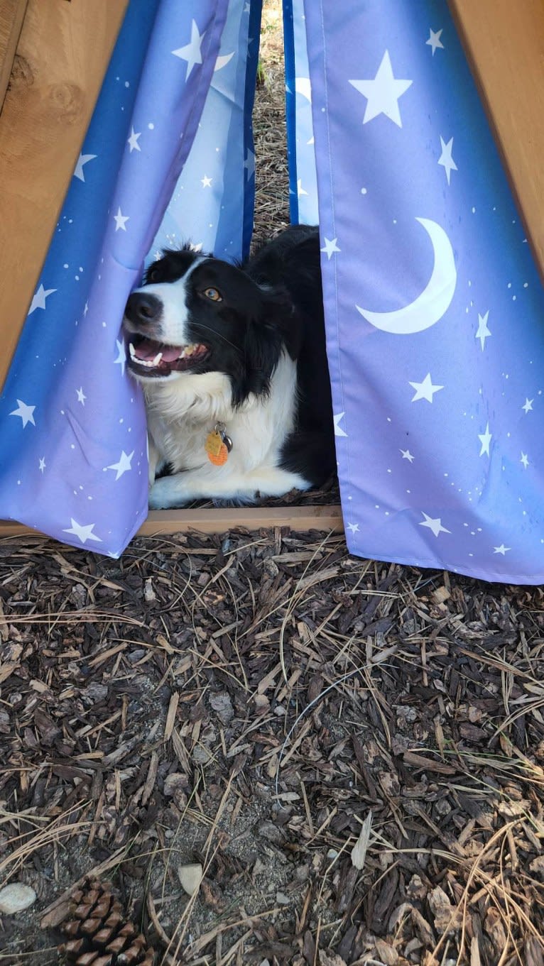 Willow, an Australian Shepherd and Border Collie mix tested with EmbarkVet.com