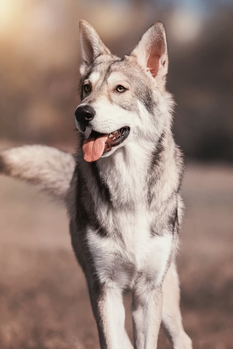 Cyrian Corvo Netis Tala, a Saarloos Wolfdog tested with EmbarkVet.com