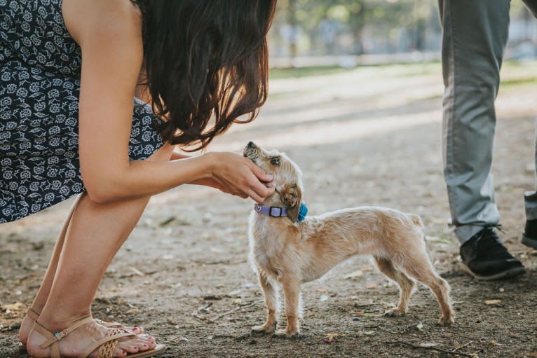 Peanut, a Chihuahua and Dachshund mix tested with EmbarkVet.com