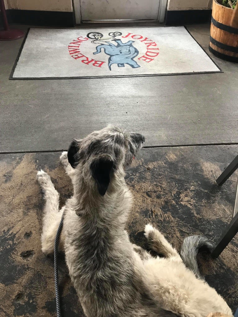 Shadow, an Irish Wolfhound tested with EmbarkVet.com