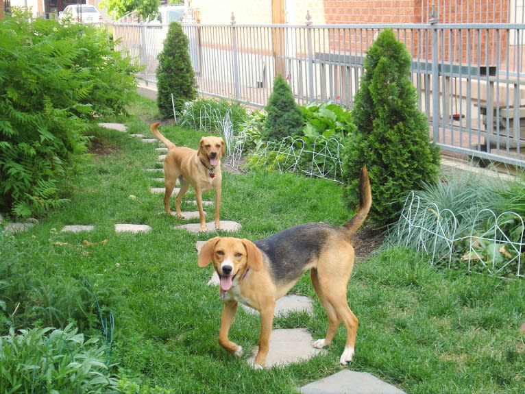 Brandy, a Treeing Walker Coonhound and American Foxhound mix tested with EmbarkVet.com