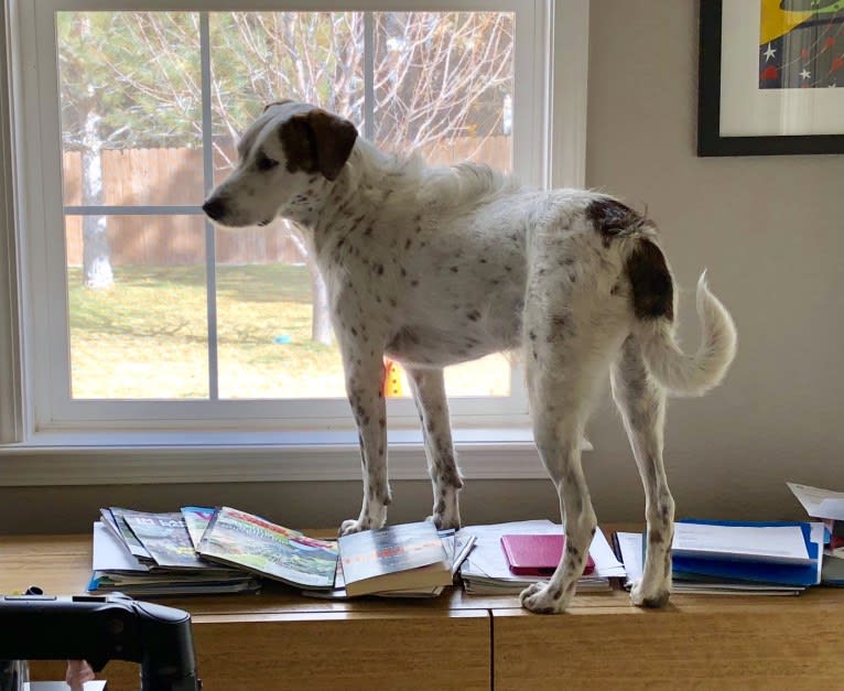 Sherlock, an Australian Cattle Dog and Poodle (Standard) mix tested with EmbarkVet.com