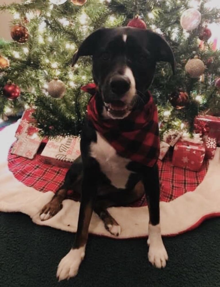 Bailey, a Mountain Cur and Rottweiler mix tested with EmbarkVet.com